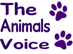 The Animals Voice